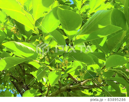 カキの花　果樹　新緑 83895286