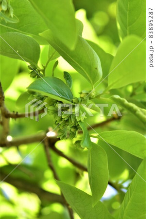 カキの花　果樹　新緑 83895287
