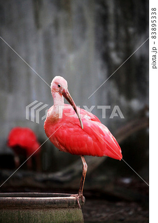 ショウジョウトキ 83895338