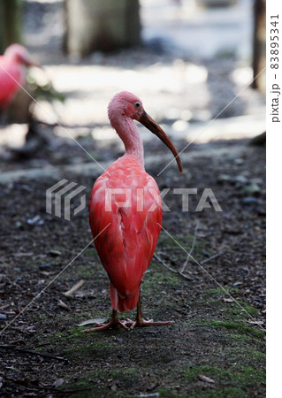 ショウジョウトキ 83895341