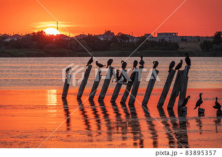 Beautiful red and orange sunset over the sea. The sun goes down over the sea. A flock of cormorants sits on a old sea pier in orange sunset light 83895357