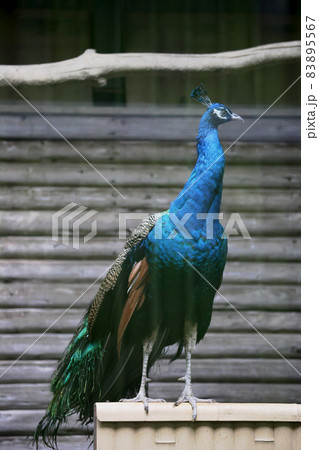 インドクジャク 83895567