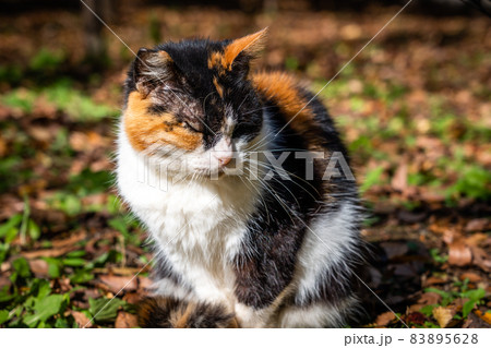 なついてきた外猫 なついてきた外猫 83895628