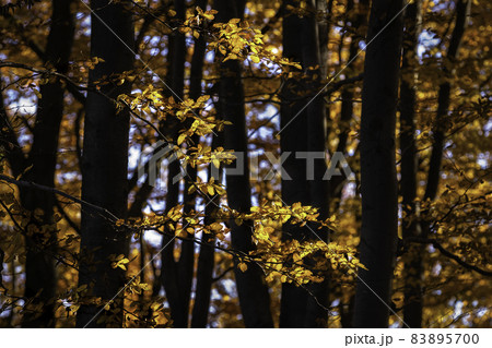 Autumn leaves 83895700