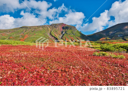 真っ赤な絨毯 真っ赤な絨毯 83895721