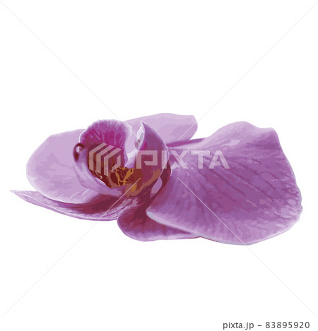 Decorative branch Pink orchid flower. Vector illustration 83895920
