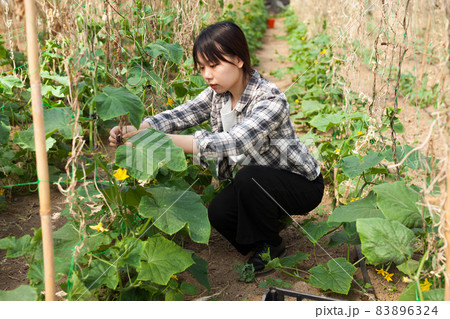Successful chinese female farmer checking plantation of cucumber in greenhouse Successful chinese female farmer checking plantation of cucumber in greenhouse 83896324