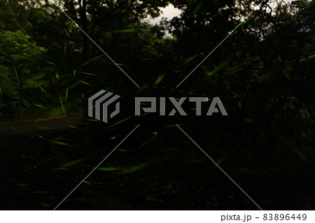 蛍 ホタル ほたる 83896449