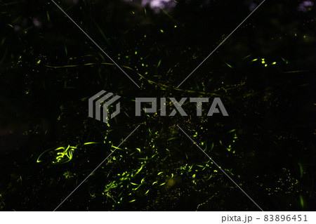 蛍 ホタル ほたる 83896451
