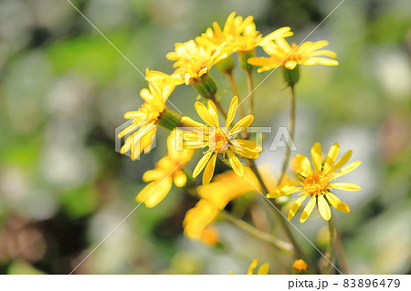 黄色いツワブキの花 83896479