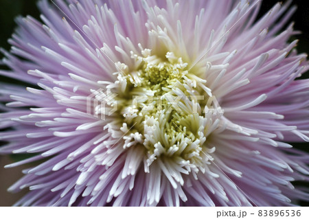 Chinese aster multicolored flowers macro photo 83896536