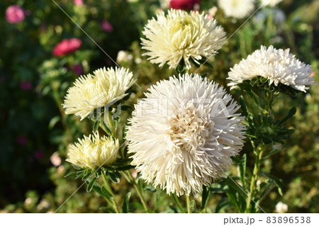 Chinese aster multicolored flowers macro photo 83896538