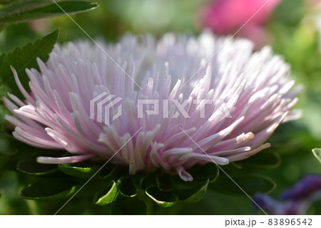 Chinese aster multicolored flowers macro photo 83896542