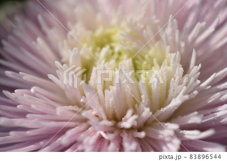 Chinese aster multicolored flowers macro photo Chinese aster multicolored flowers macro photo 83896544