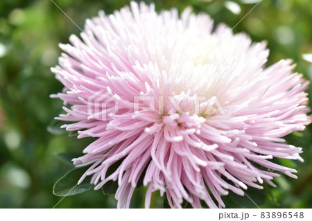Chinese aster multicolored flowers macro photo 83896548
