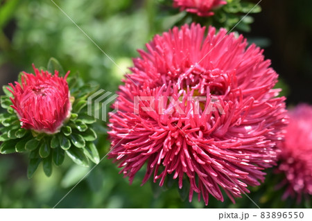 Chinese aster multicolored flowers macro photo 83896550