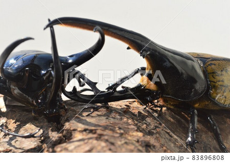 ヘラクレスオオカブトVSコーカサスオオカブトの樹木の上での戦い 白