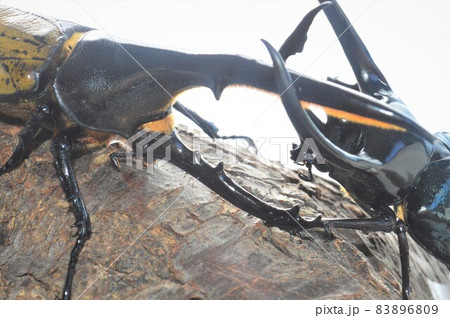 ヘラクレスオオカブトVSコーカサスオオカブトの樹木の上での戦い　白背景 83896809