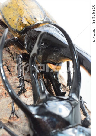 ヘラクレスオオカブトVSコーカサスオオカブトの樹木の上での戦い 白背景 ヘラクレスオオカブトVSコーカサスオオカブトの樹木の上での戦い 白背景 83896810