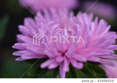 Chinese aster multicolored flowers macro photo 83896926