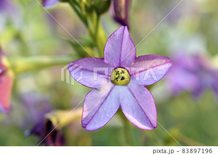 Multicolored fragrant tobacco flowers in the garden 83897196