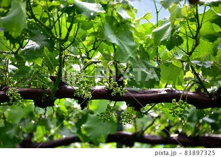 まだ青いぶどう棚 83897325