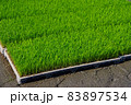 稲の育苗 83897534