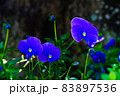 青いパンジー 83897536