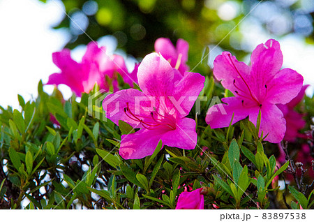 サツキの花 83897538