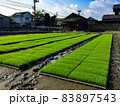 稲の育苗の様子 83897543