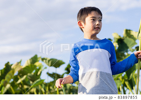 畑で里いもほりを楽しむ子供 畑で里いもほりを楽しむ子供 83897855