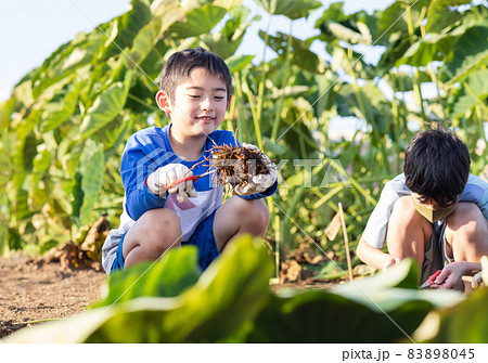畑で里いもほりを楽しむ子供たち 83898045