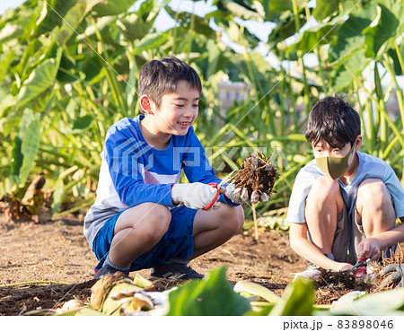 畑で里いもほりを楽しむ子供たち 83898046