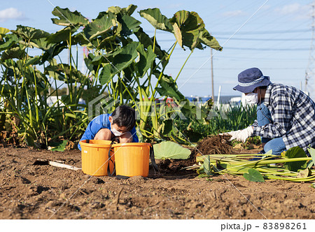 畑で里いもほりを楽しむ子供たち 83898261