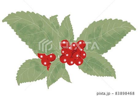 赤い実のなる植物 おめでたい日に使える千両の素材です 背景なし 赤い実のなる植物 おめでたい日に使える千両の素材です 背景なし 83898468