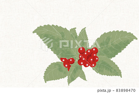 赤い実のなる植物 おめでたい日に使える千両の素材です 背景あり 赤い実のなる植物 おめでたい日に使える千両の素材です 背景あり 83898470