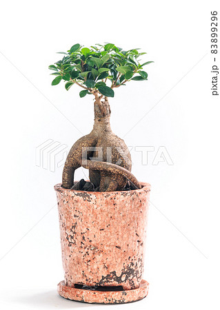 観葉植物、キジムナーが宿るガジュマルの鉢植え【白背景】 観葉植物、キジムナーが宿るガジュマルの鉢植え【白背景】 83899296