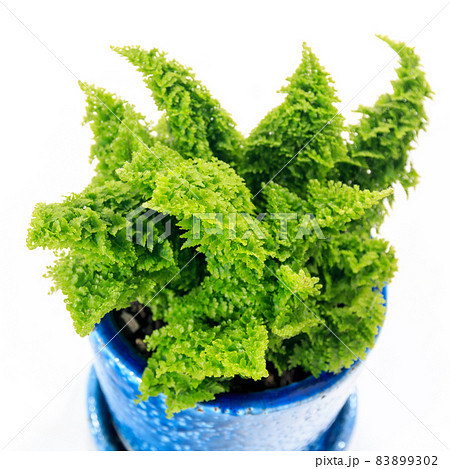 観葉植物、スコッチモス(ネフロレピス・スコッティ)の葉【白背景】 観葉植物、スコッチモス(ネフロレピス・スコッティ)の葉【白背景】 83899302