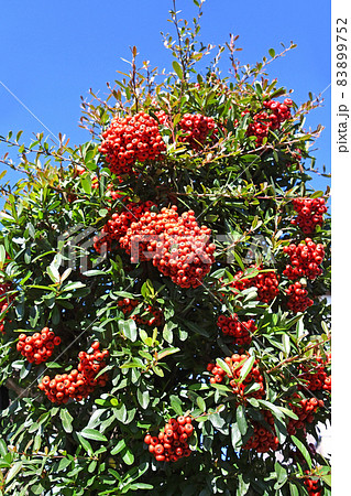 ピラカンサの実 ピラカンサの実 83899752