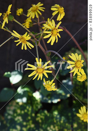 ツワブキの花 ツワブキの花 83899919