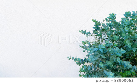 白い広い壁の前にユーカリグニーが写る背景画像 83900063