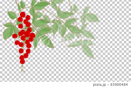 Red fruit plant New Year's lucky charm Nanten without background 83900484