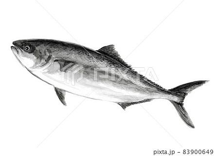 ブリとヒラマサを交配させた養殖魚 "ブリヒラ” モノトーン【水墨画風イラスト】白バック 83900649