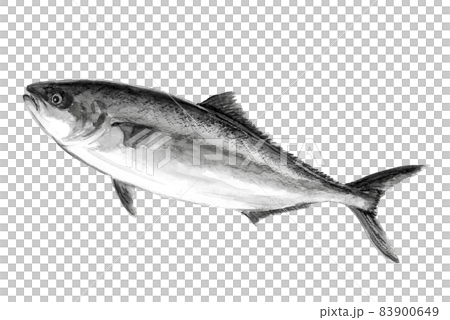 ブリとヒラマサを交配させた養殖魚 "ブリヒラ” モノトーン【水墨画風イラスト】白バック 83900649