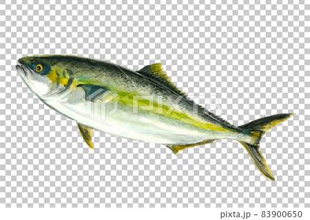 黃尾魚和鰤魚雜交的養殖魚“Burihira” [水彩插圖] 白色背景 83900650