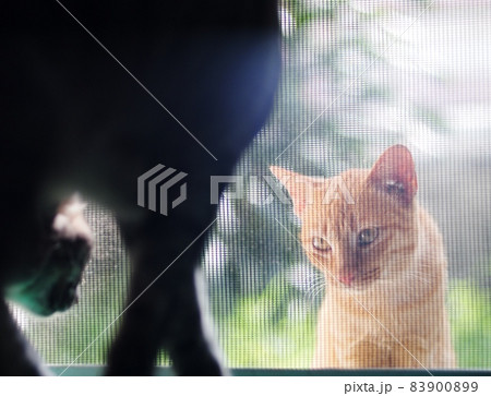 cute wild homeless short hair young yellow orange colour asian stray kitten cat communicate with a home cat from outside house door throughout black pet mesh mosquito net. cute wild homeless short hair young yellow orange colour asian stray kitten cat communicate with a home cat from outside house door throughout black pet mesh mosquito net. 83900899