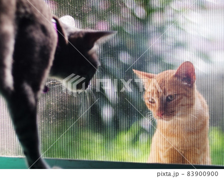 cute wild homeless short hair young yellow orange colour asian stray kitten cat communicate with a home cat from outside house door throughout black pet mesh mosquito net. cute wild homeless short hair young yellow orange colour asian stray kitten cat communicate with a home cat from outside house door throughout black pet mesh mosquito net. 83900900