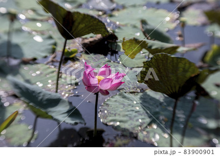 Natural photo: Lotus blooming season. This is beautifull flowers Natural photo: Lotus blooming season. This is beautifull flowers 83900901