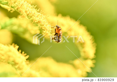 キゴシハナアブ 83900929