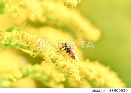 キゴシハナアブ 83900930